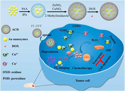 Bioresponsive Nanomaterials: Recent Advances in Cancer Multimodal Imaging and Imaging-Guided Therapy